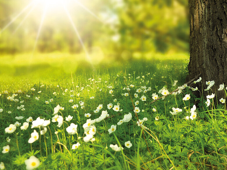 Mission Kilmaschutz Buhck Gruppe Mission Klimaschutz Buhck Gruppe